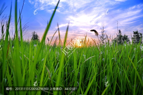 濕地水草