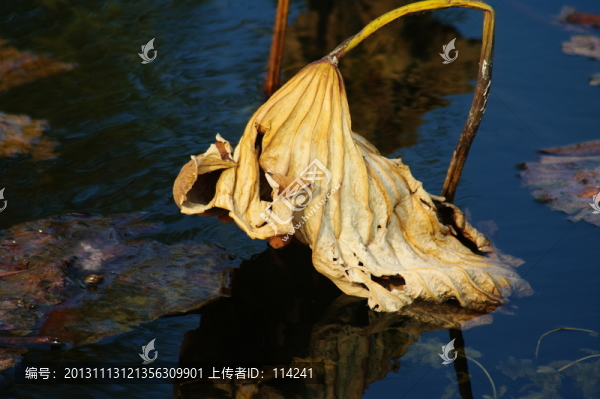 殘荷