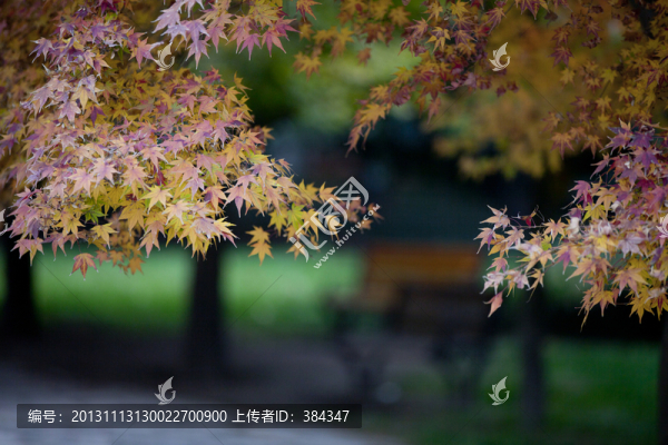 楓葉紅了