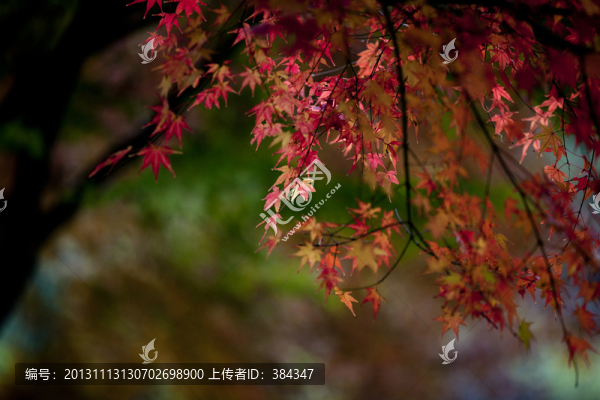 楓葉紅了