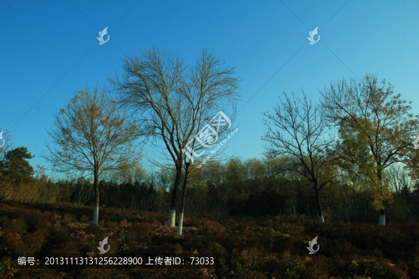秋天樹林,樹林