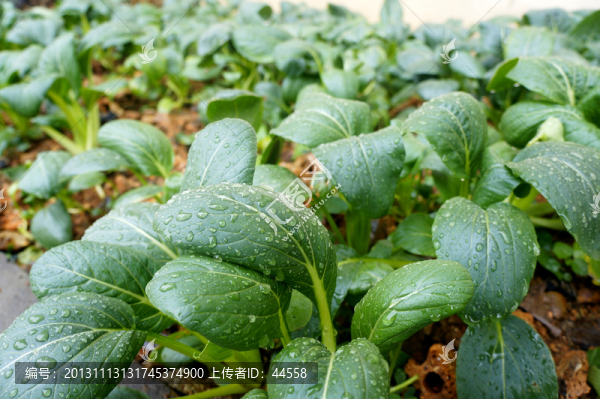 蔬菜
