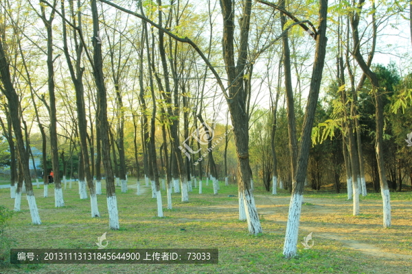 秋天樹林,樹林,樹枝