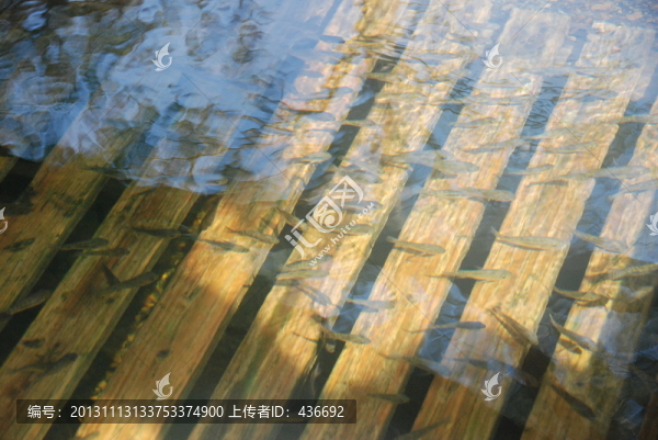 魚(yú)療