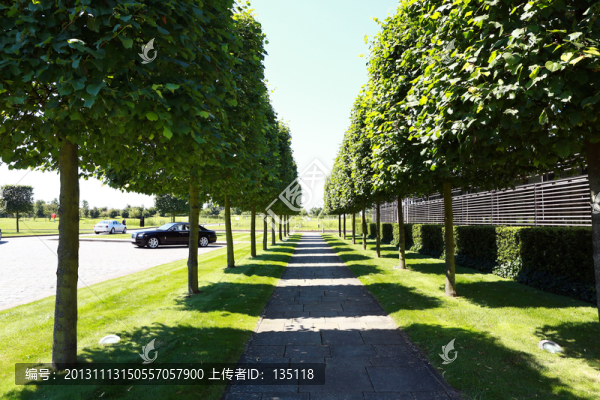 林蔭道