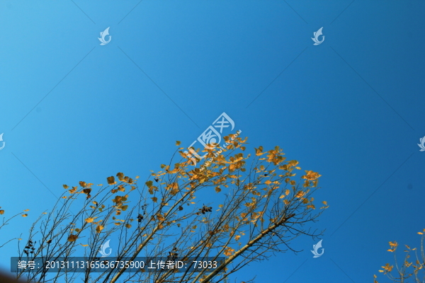 黃色樹葉,樹木,樹林,樹枝