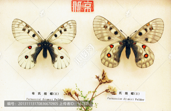 蝴蝶標(biāo)本