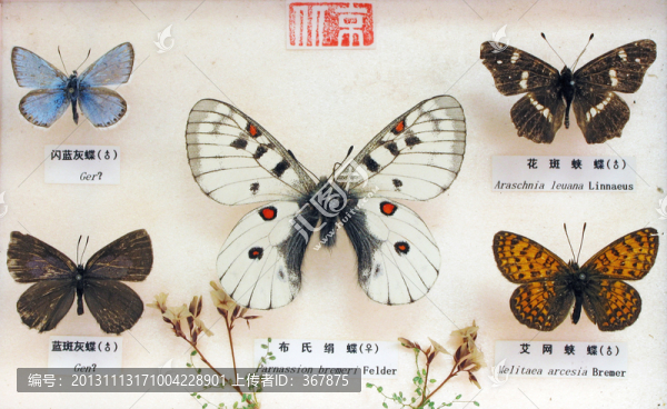 蝴蝶標(biāo)本