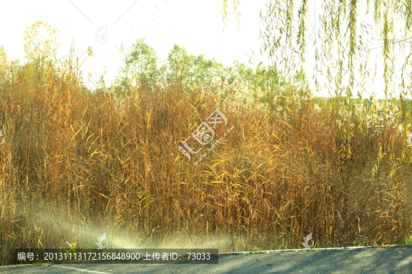 秋天樹林,,,樹林,,,樹木
