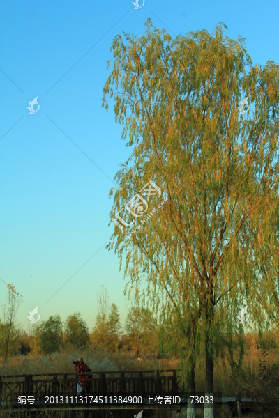 樹(shù)干,樹(shù)葉,樹(shù)木,樹(shù)林,樹(shù)枝