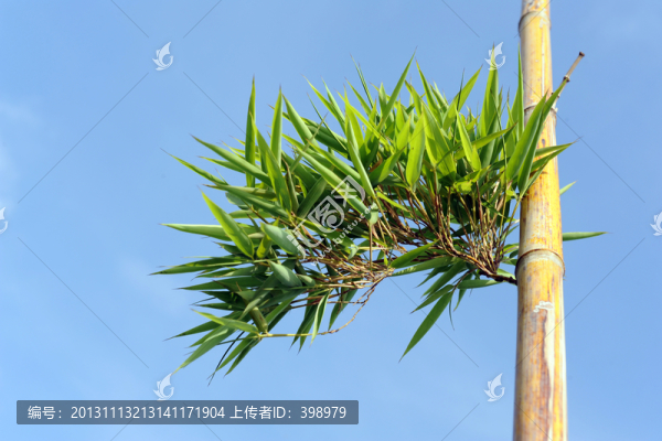 竹子