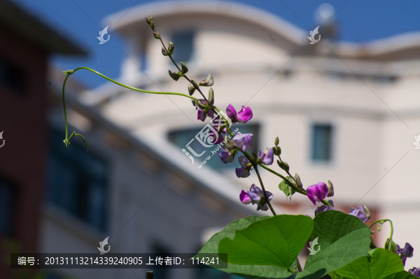 豆角花