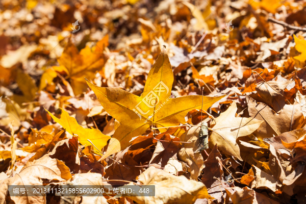 香山紅葉