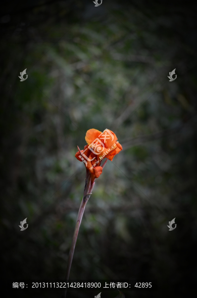 美人蕉