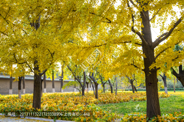 銀杏大道,地壇公園
