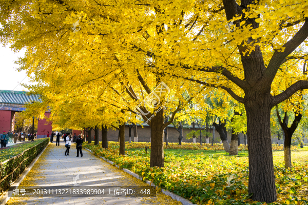 地壇銀杏樹(shù)