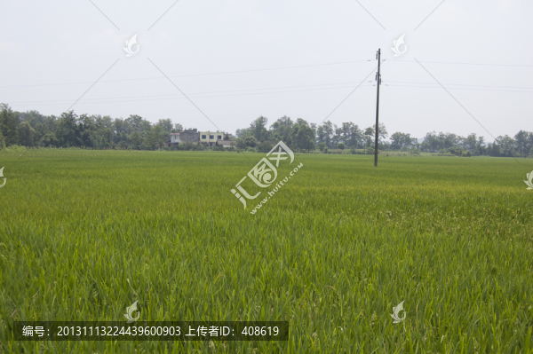 水稻田