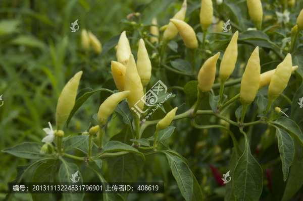 原生態(tài)辣椒