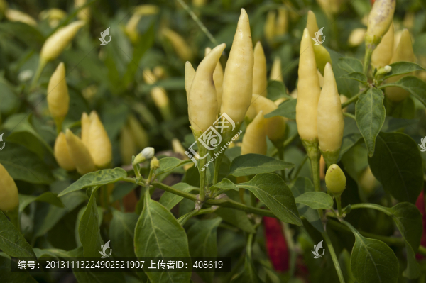 小辣椒