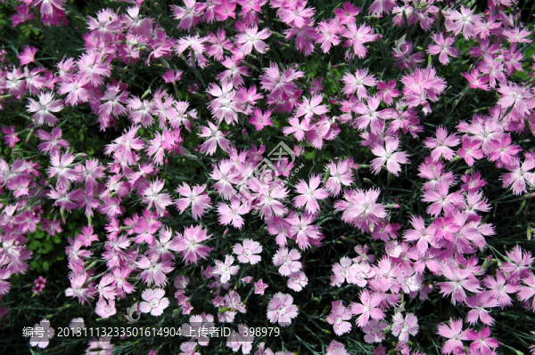 石竹花