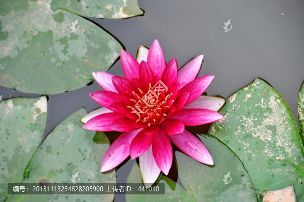 蓮花