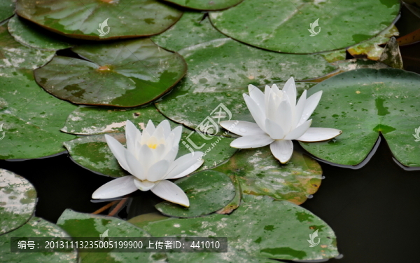 蓮花