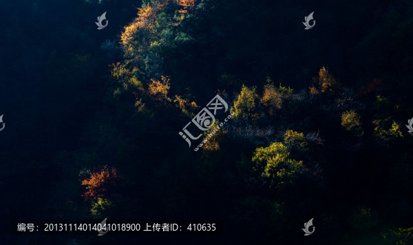 彩色,森林