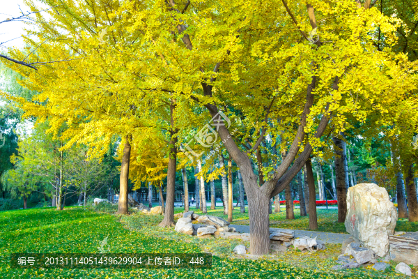 日壇公園,秋葉