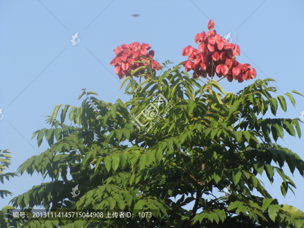 欒樹開花