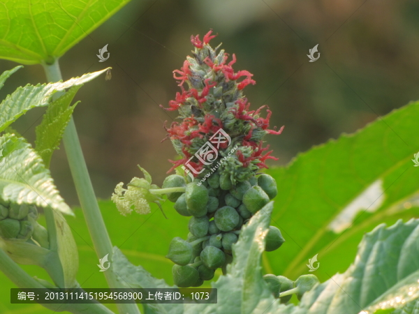 蓖麻開(kāi)花