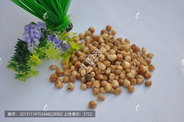 白豆蔻