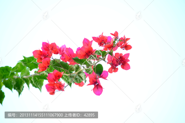 三角梅