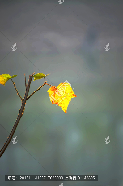 紅葉