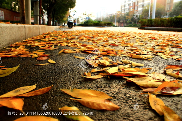 秋天的街景