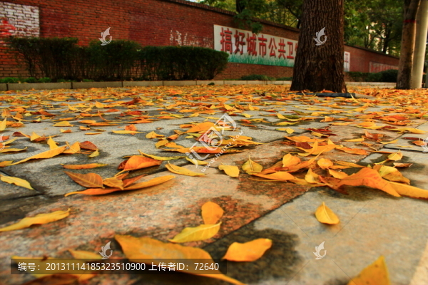 秋天的街景