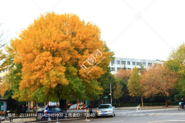 秋天的樹(shù)葉
