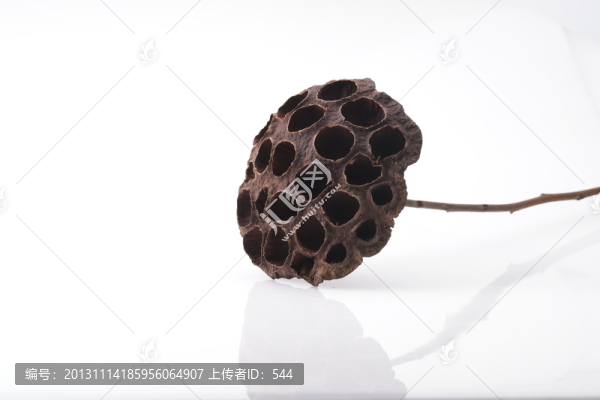 干蓮蓬