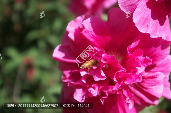 蜀葵花