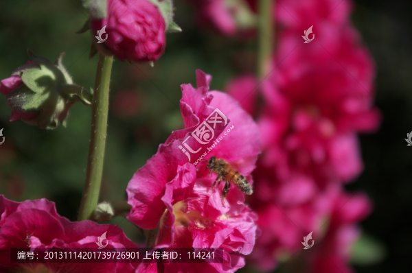 蜀葵花