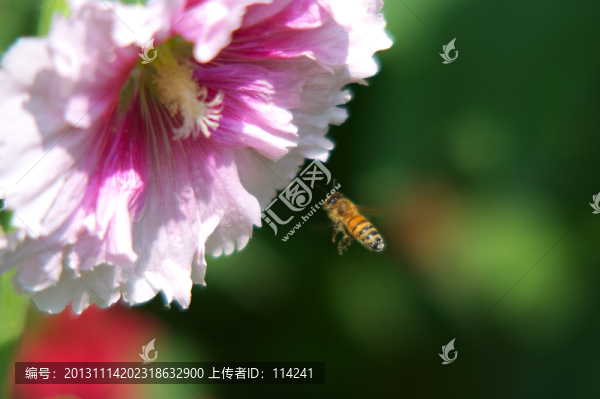 蜀葵花