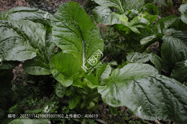 青菜