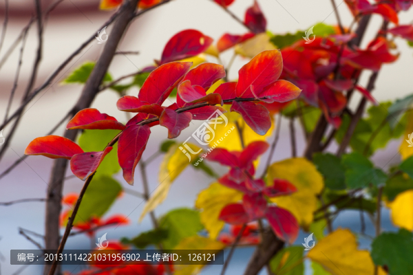 紅葉
