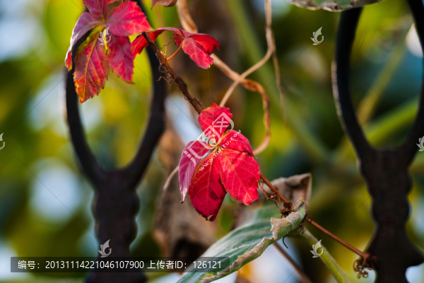 紅葉