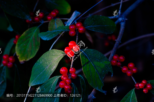 紅豆