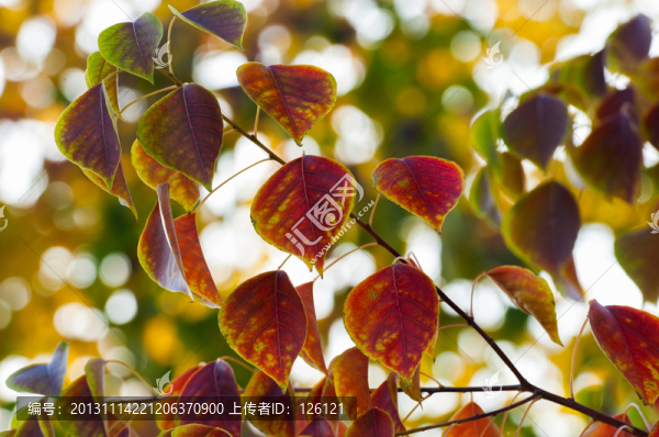 紅葉