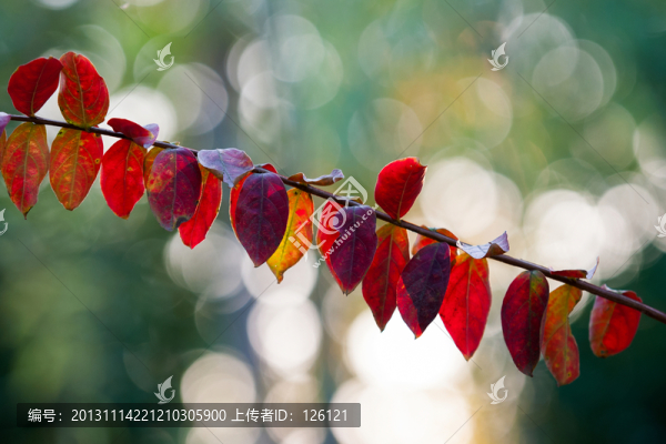 紅葉