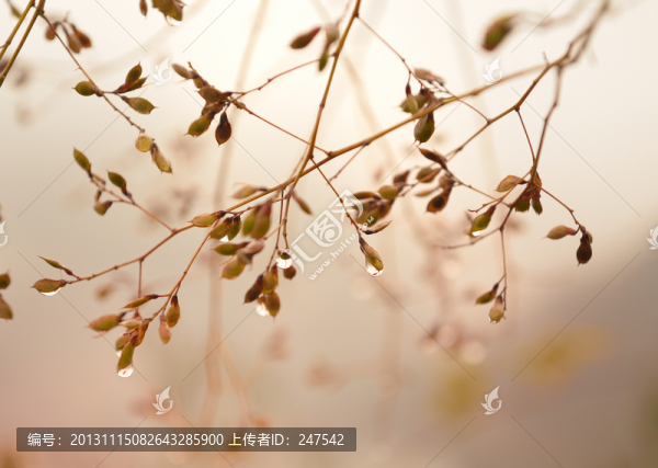 秋天的水晶果