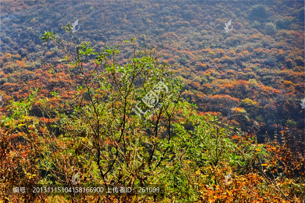 秋色,山川（高清）