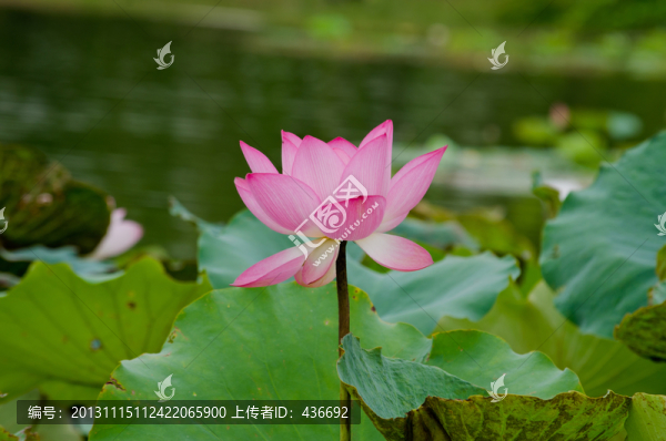 荷花