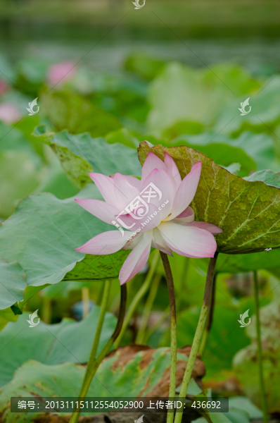 荷花